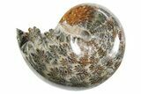 Polished Ammonite (Phylloceras) Fossil - Madagascar #297078-1